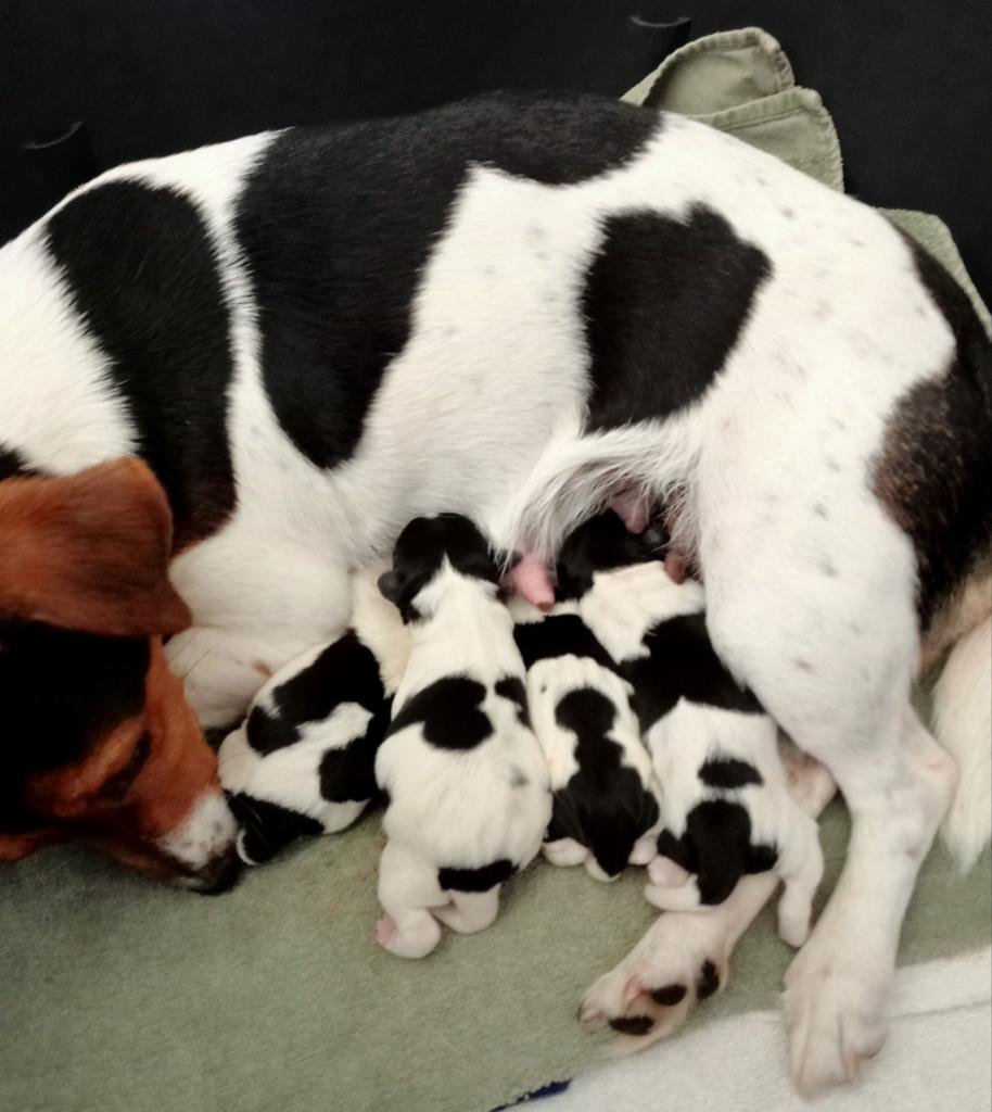 Te koop Jack Russell pups, Jack Russell Terriër, 8 tot 15 weken, Meerdere, Meerdere dieren