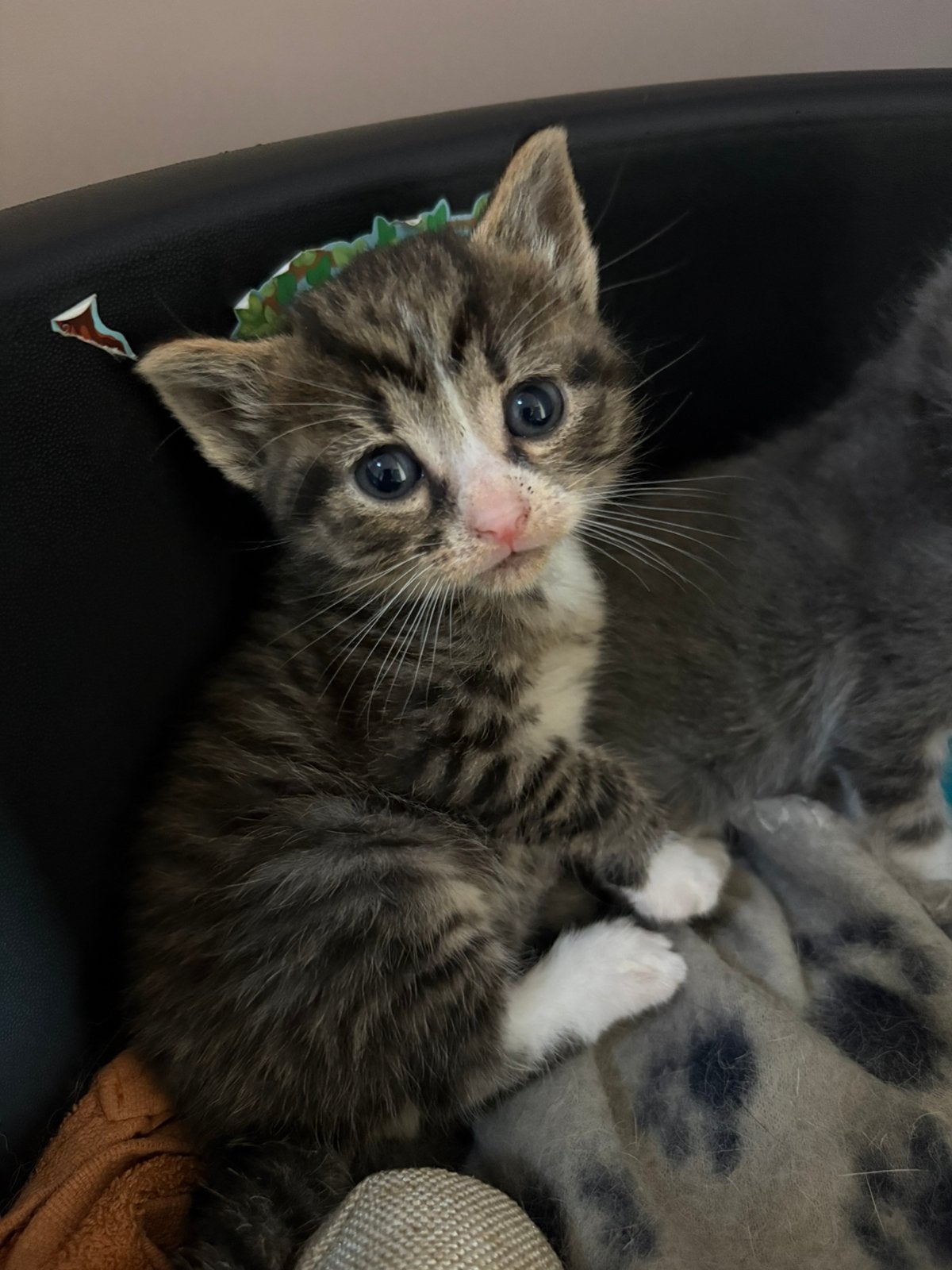 Mooie kittens te koop, Meerdere dieren, Kortharig, 0 tot 2 jaar
