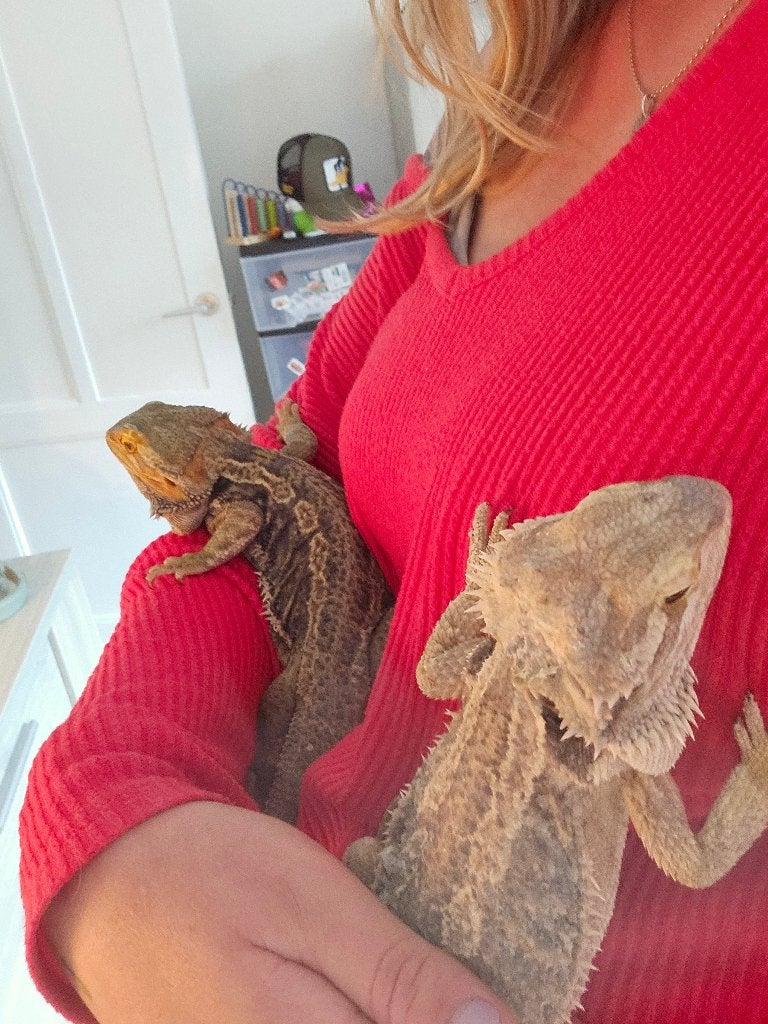 2 baardagamen met terra, Dieren en Toebehoren, Reptielen en Amfibieën, Hagedis, Met terrarium, 3 tot 6 jaar