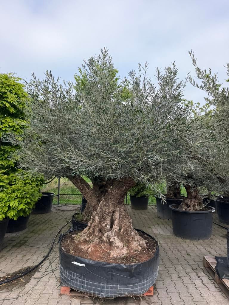 Olea europaea Oude stam, Olijfboom, 250 tot 400 cm, Zomer, Ophalen