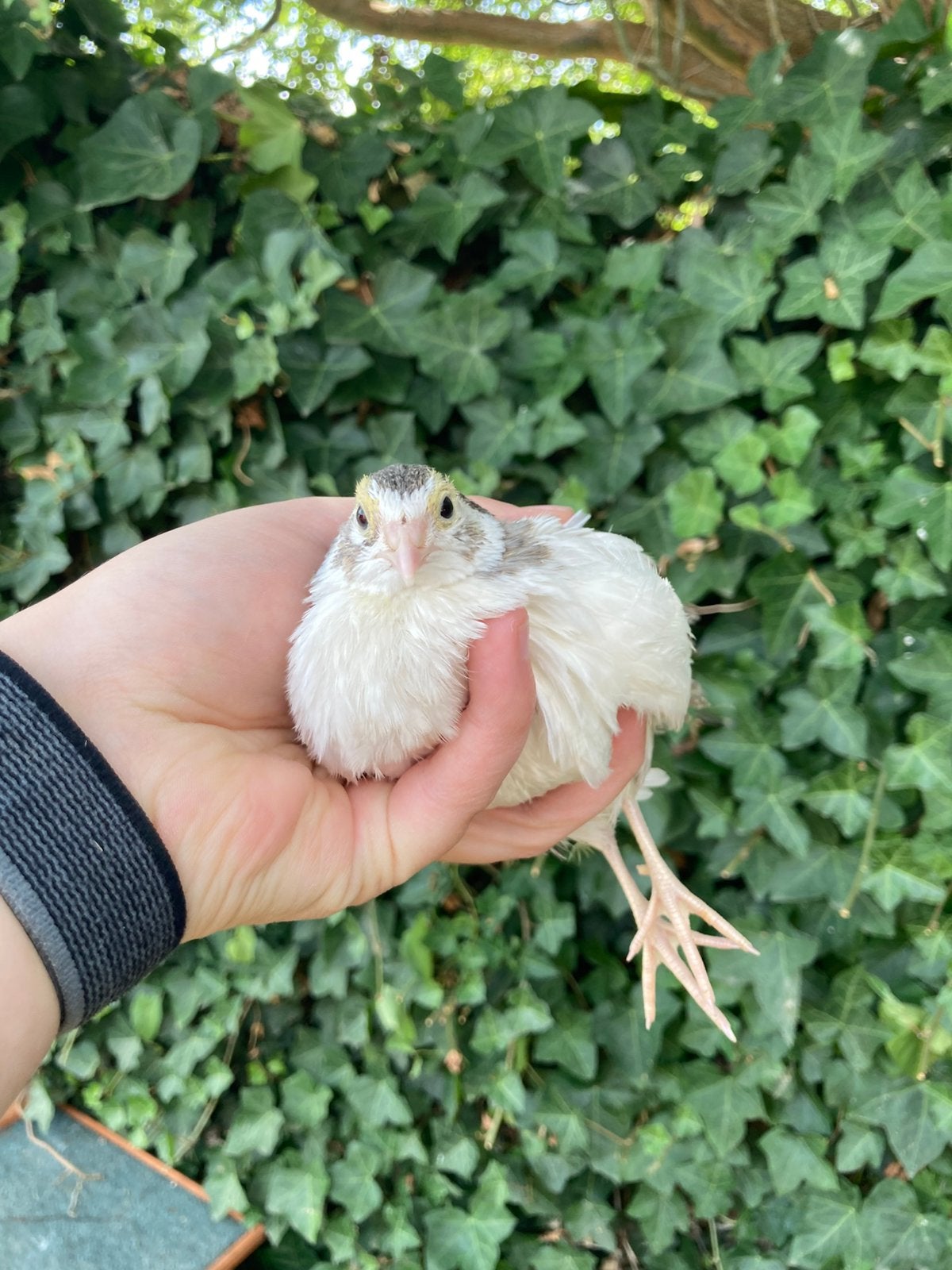 Kwartels 6 weken oud., Dieren en Toebehoren, Pluimvee, Meerdere dieren, Overige soorten