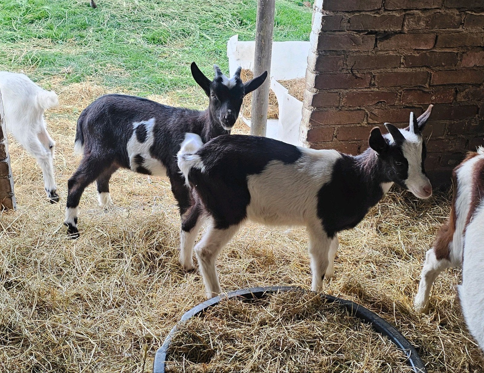 2 grote (melk)geiten bokjes te koop, Dieren en Toebehoren, Schapen, Geiten en Varkens, Mannelijk, Geit, 0 tot 2 jaar