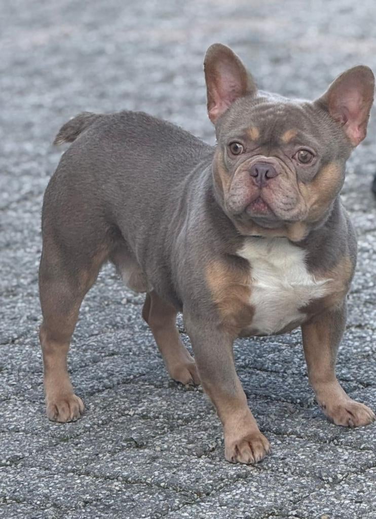 🥰Schitterende Dekreu isabella & tan franse bulldog Sjors 🥰, Dieren en Toebehoren, Parvo, Fokker | Hobbymatig, Reu, 1 tot 2 jaar