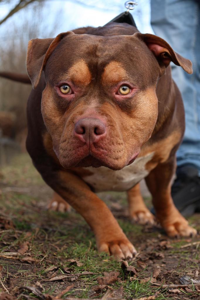 American bully XL dekreu, Particulier, Reu, 1 tot 2 jaar, Buitenland