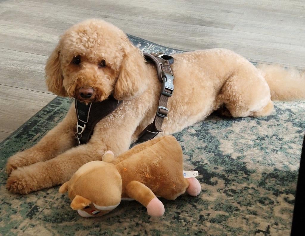 Midi poedel Pufi dekreu(gratis dekken), Dieren en Toebehoren, Reu, Eén hond, 3 tot 5 jaar, Nederland