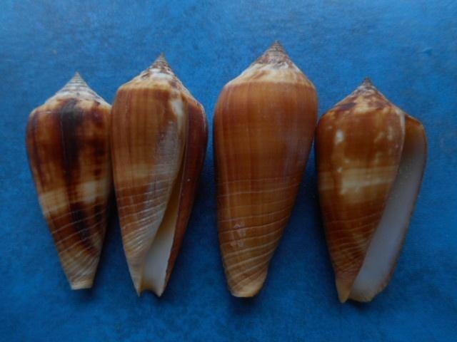 Schelpen: Conus ochroleucus G f++g 44-52mm, Verzamelen, Ophalen of Verzenden, Schelp(en)