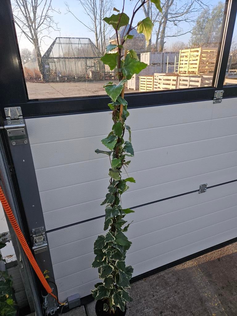 Hedera gloire marengo, Tuin en Terras, Planten | Tuinplanten, Ophalen of Verzenden, Bloeit niet, Klimplanten, Halfschaduw