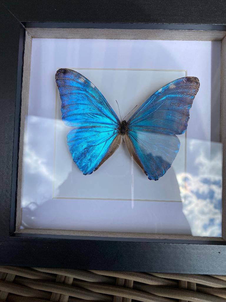 vlinder Morpho Adonis, Ophalen of Verzenden, Nieuw, Insect, Opgezet dier
