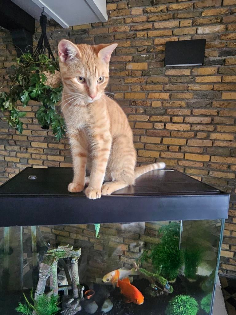 🐾KATTENOPPAS/KATTENOPVANG IN ONS EIGEN HUIS🐾