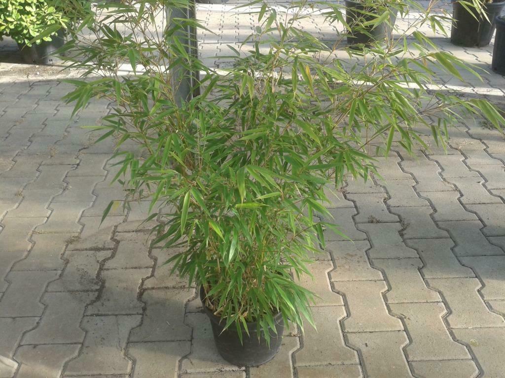 Fargesia rufa, niet woekerende bamboe / haag bamboe te koop, Tuin en Terras, Planten | Tuinplanten, Overige soorten, Vaste plant