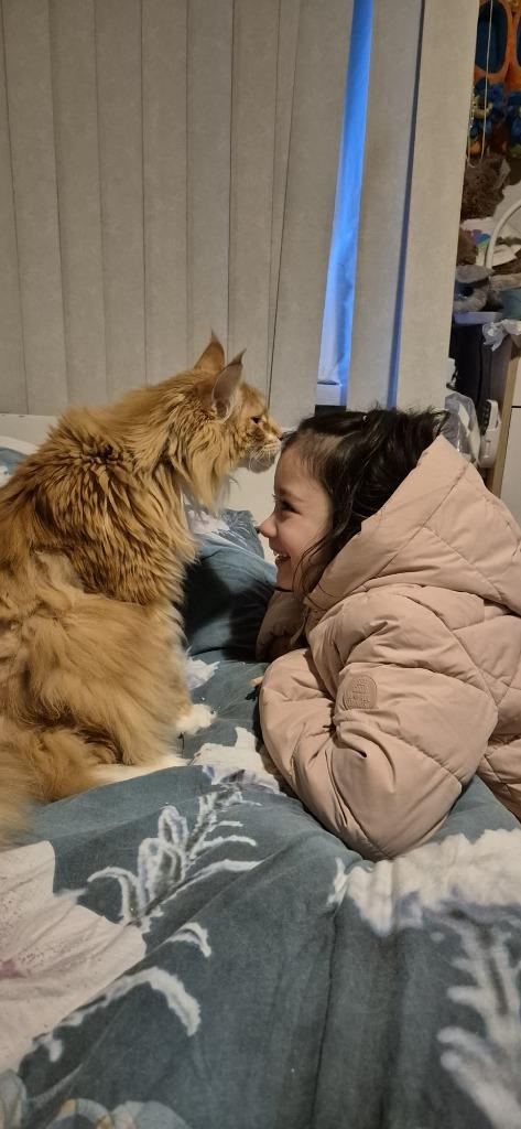 Maine coon kitten gezocht na overlijden, Dieren en Toebehoren, Kater, Langharig, 0 tot 2 jaar