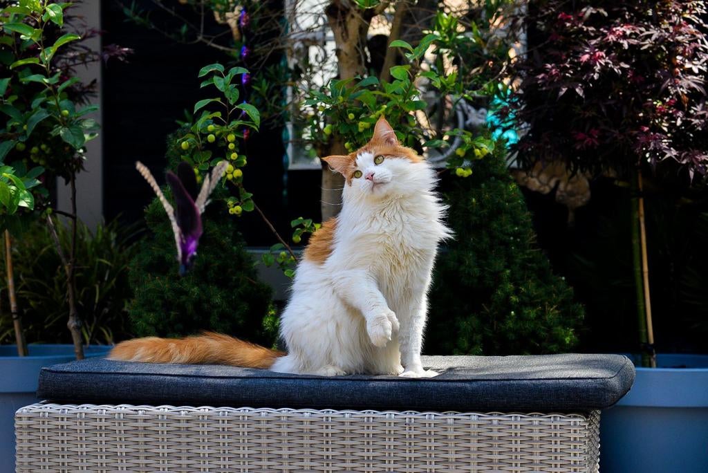Maine coon dekkater | Pinkman of Ursinae