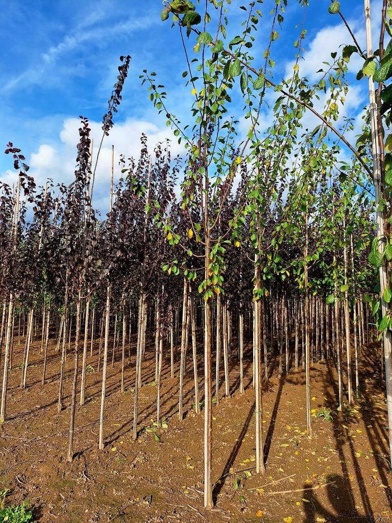 Prunus domestica 'Opal'🫒 (pruimenboom), Tuin en Terras, Bloembollen en Zaden, Volle zon, Ophalen