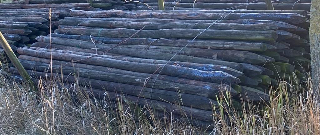 boompalen, weidenpalen , afrastering,, Ophalen, Gebruikt, 180 tot 250 cm, Palen