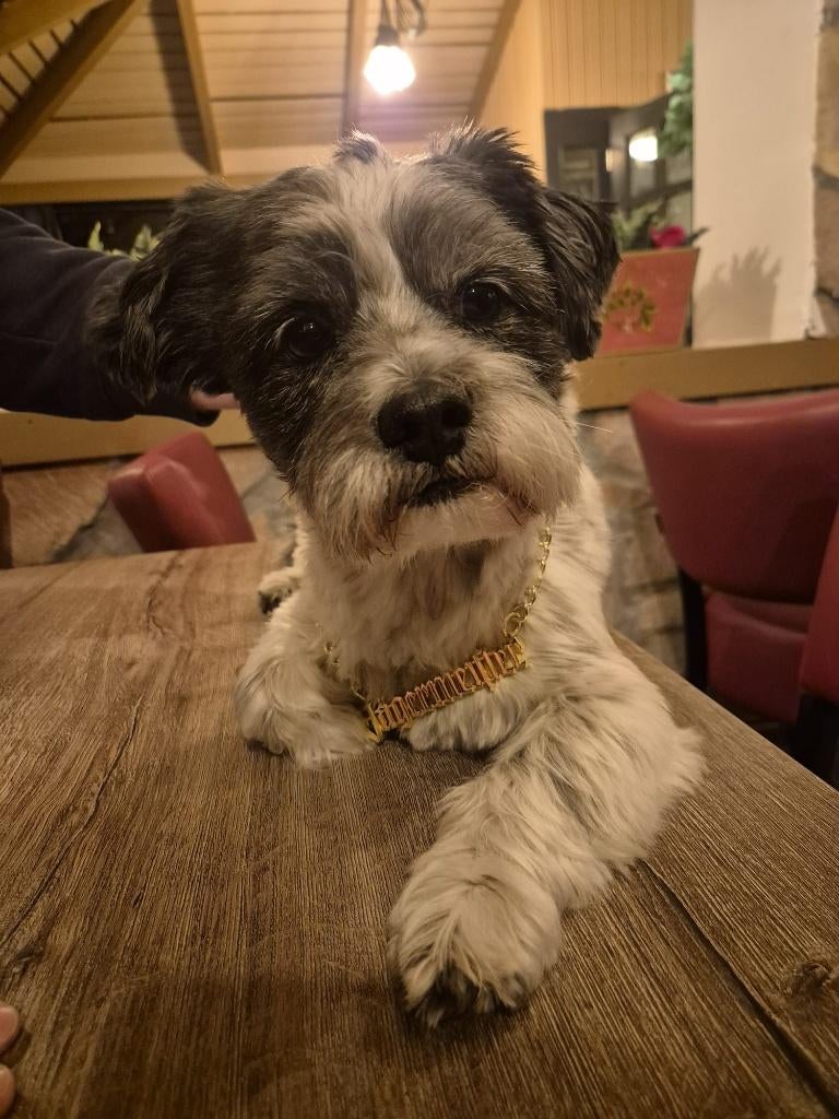 Shih tzu (Chizu) dek reu aangeboden, 6 jaar of ouder, Reu, Eén hond, Nederland