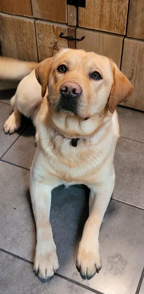 Dekreu labrador, Dieren en Toebehoren, Honden | Dekreuen, Reu, Parvo, Eén hond, 3 tot 5 jaar