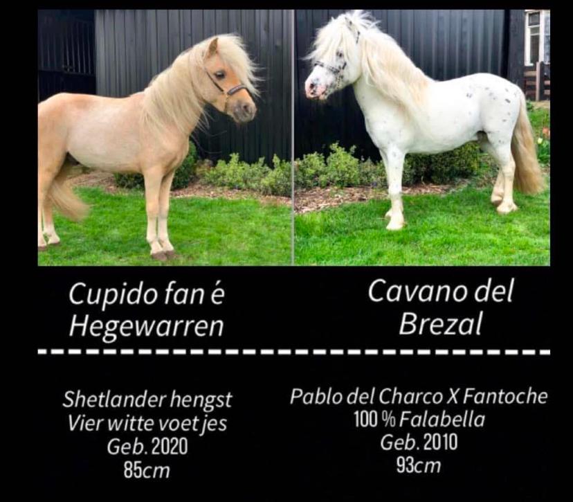 Ter dekking aangeboden fallabella dekhengst, Dieren en Toebehoren, Hengst