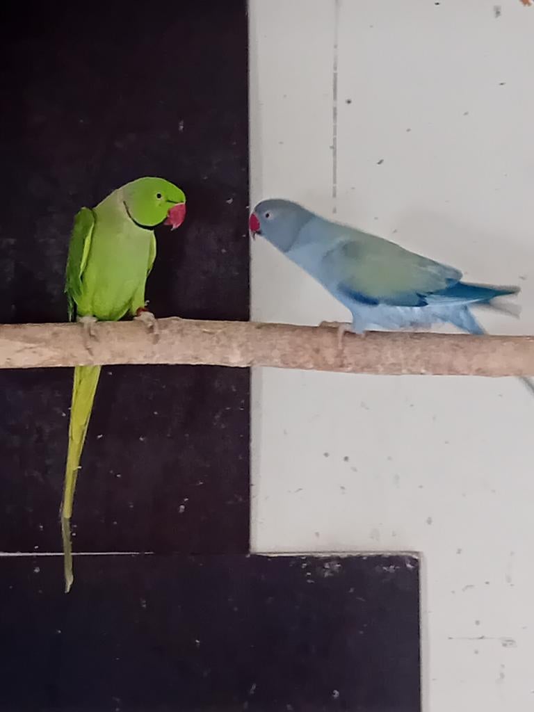 Halbandparkieten, Meerdere dieren, Parkiet