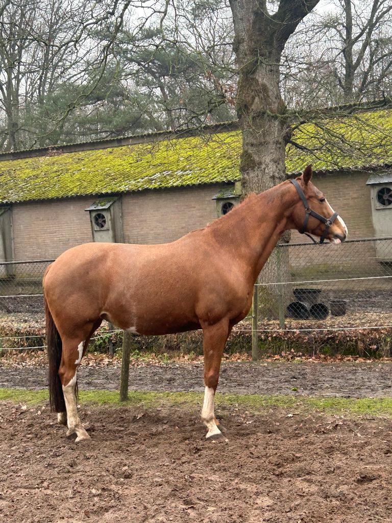 KWPN PROK Merrie (Gribaldi) Fok/Weidemaatje/Grondwerk, Merrie