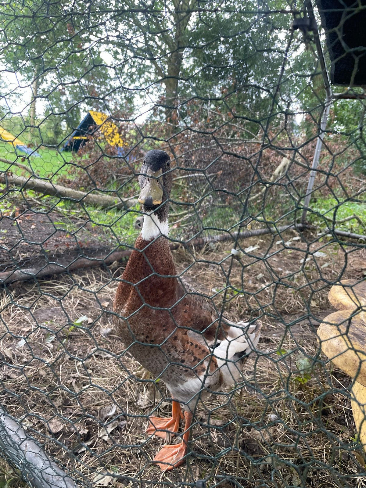 Gratis indische loopeend mannetje, Dieren en Toebehoren, Pluimvee, Mannelijk, Eend