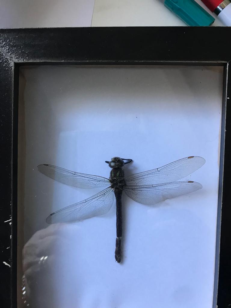 Opgezette libelle, Ophalen of Verzenden, Zo goed als nieuw, Vogel, Opgezet dier