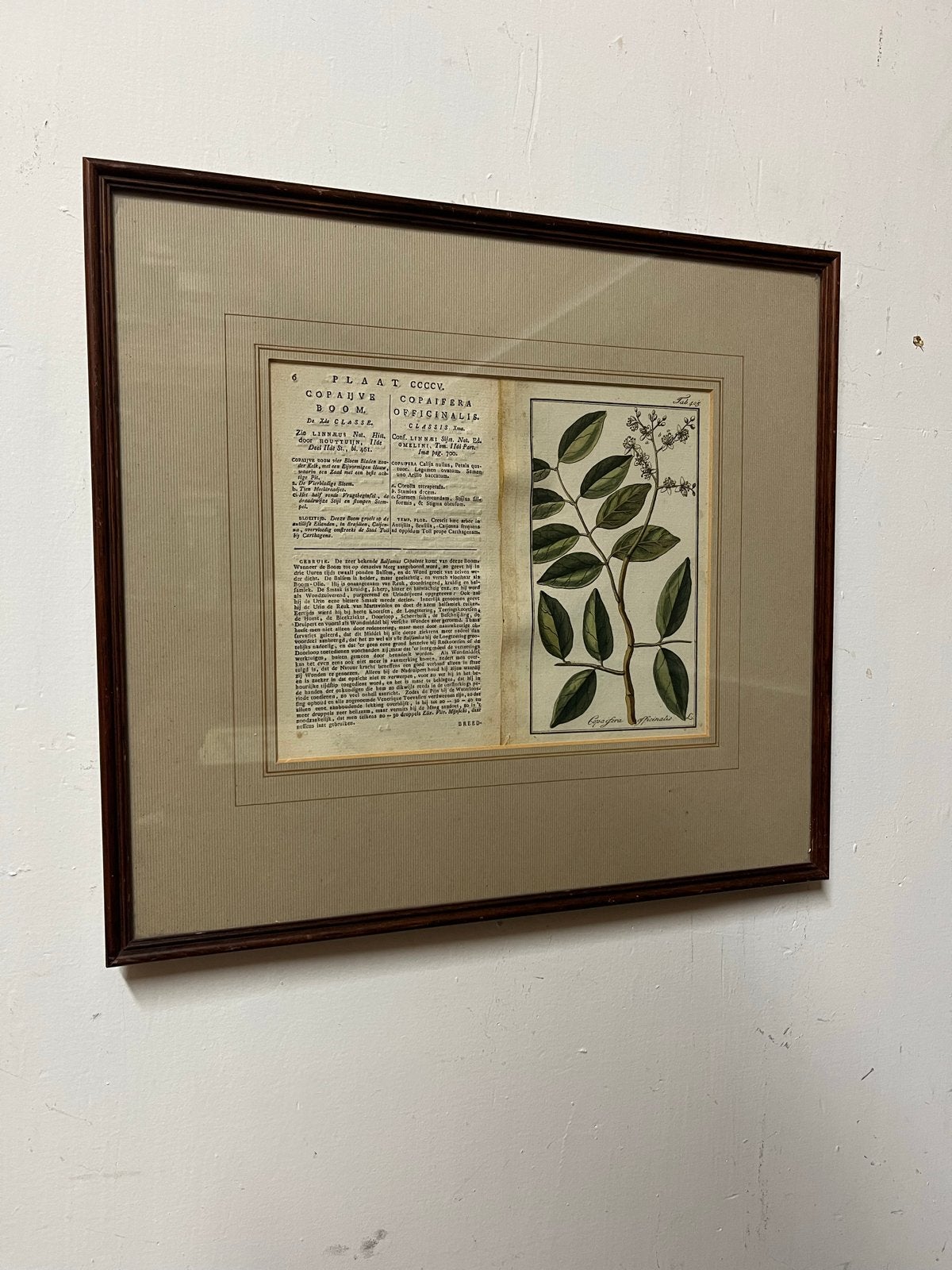 Ingelijste Botanische Print: Copaifera Officinalis, Ophalen of Verzenden, Print, Prent, Ingelijst