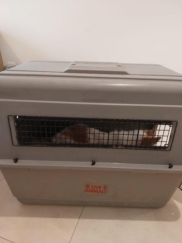 Grote hondenbench / dog crate, Ophalen, Gebruikt
