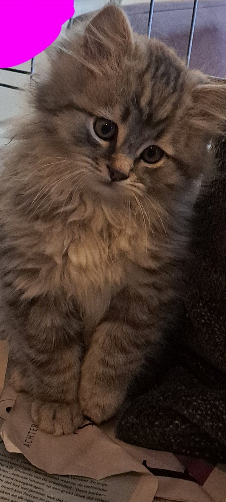 Lieve maine coon kittens, Meerdere dieren, Ontwormd, 0 tot 2 jaar