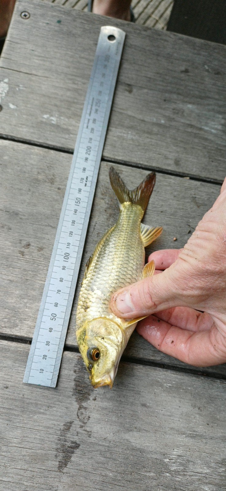 Ghost koikarpers, Dieren en Toebehoren, Vissen | Vijvervissen, Karper of Koi