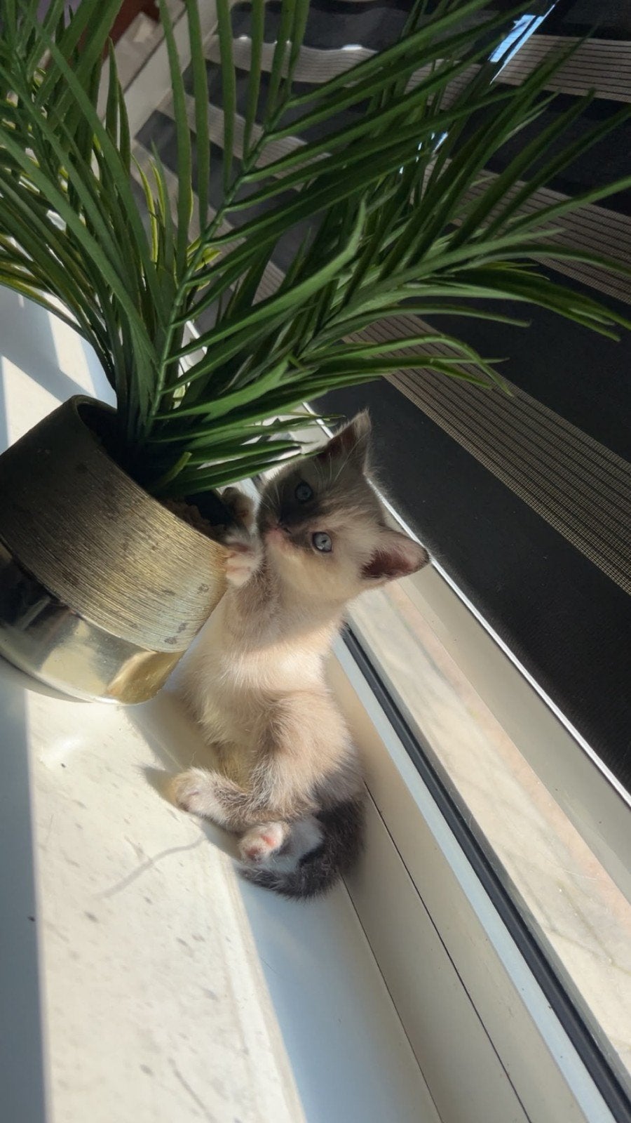 Ragdoll kittens, 0 tot 2 jaar