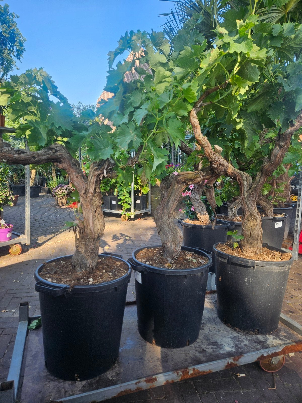 Vitis Vinifera Druiven op oude dikke stam: €149