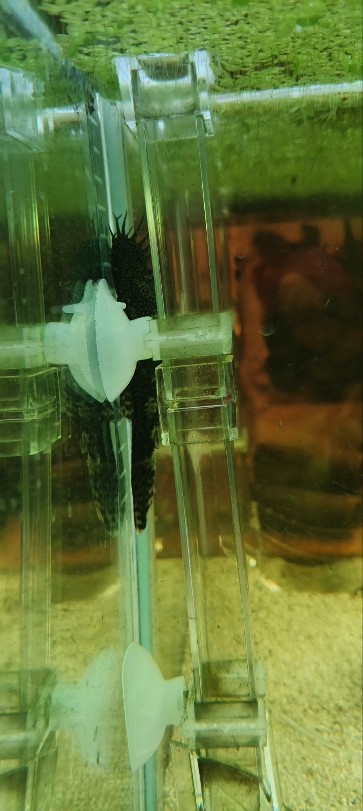 Mooie Borstelneus Pleco (Ancistrus) – Gezonde Algeneter, Vis