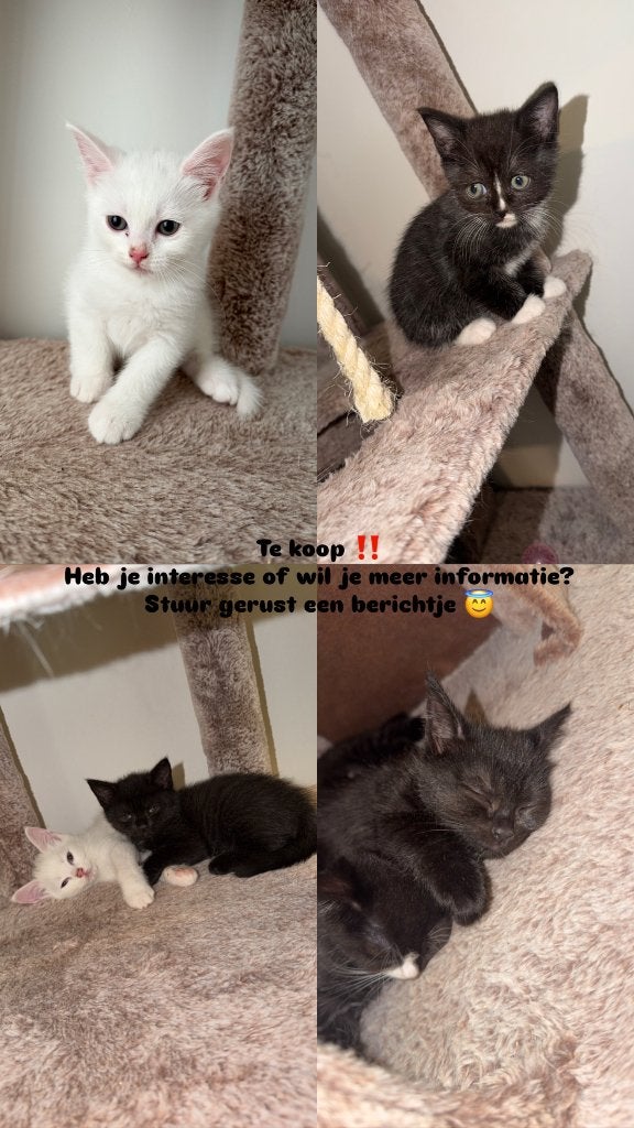 Kittens, Dieren en Toebehoren, Meerdere dieren, 0 tot 2 jaar