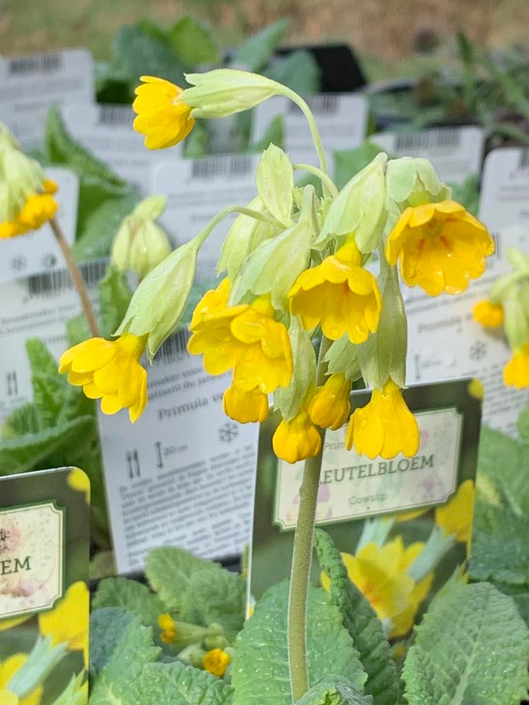 Selfservice plantenkraam kruiden, groenten, eetbaar goed., Ophalen, Kruiden, Volle zon