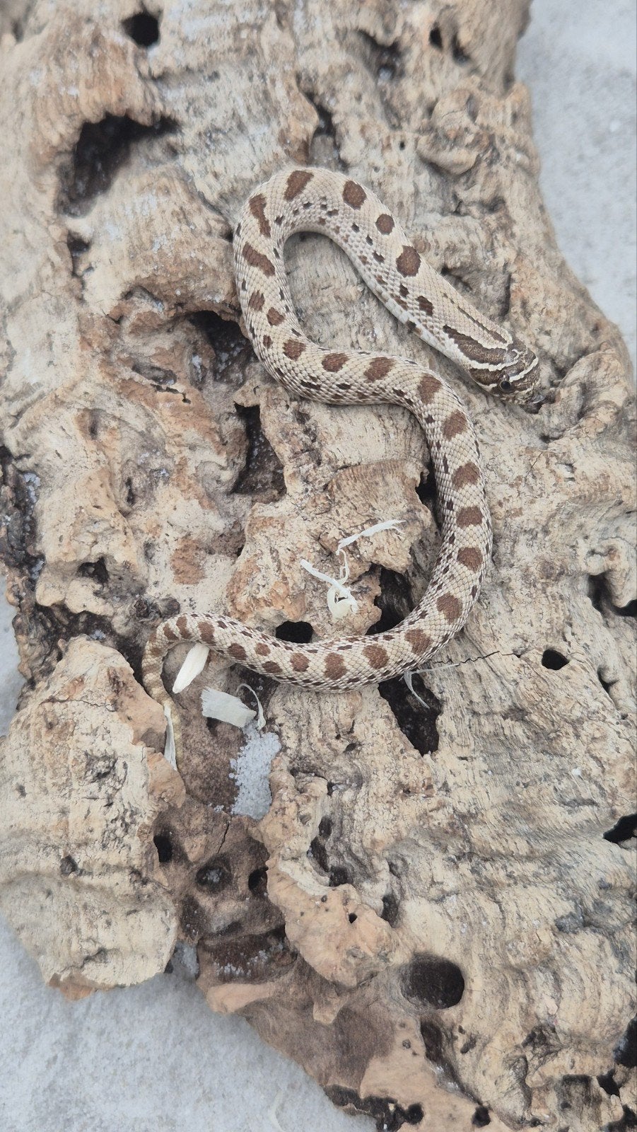 Haakneusslang Hognose Snake photo 3