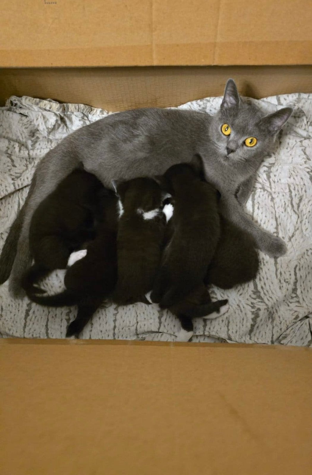 Lieve Britse Korthaar mix kittens