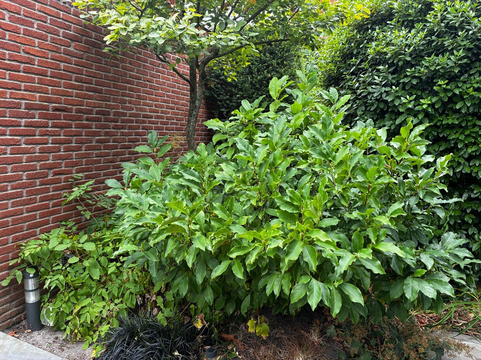 Mooie paarse magnolia (ca. 1.50m) - Wegens tuinrenovatie, Tuin en Terras, Vaste plant, Halfschaduw, Lente, Ophalen