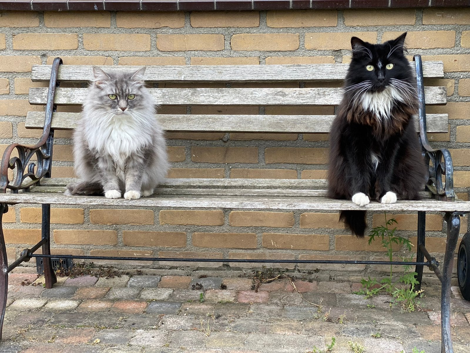 2 maincoons broer en zus, Dieren en Toebehoren, Meerdere dieren, Ontwormd, 6 jaar of ouder