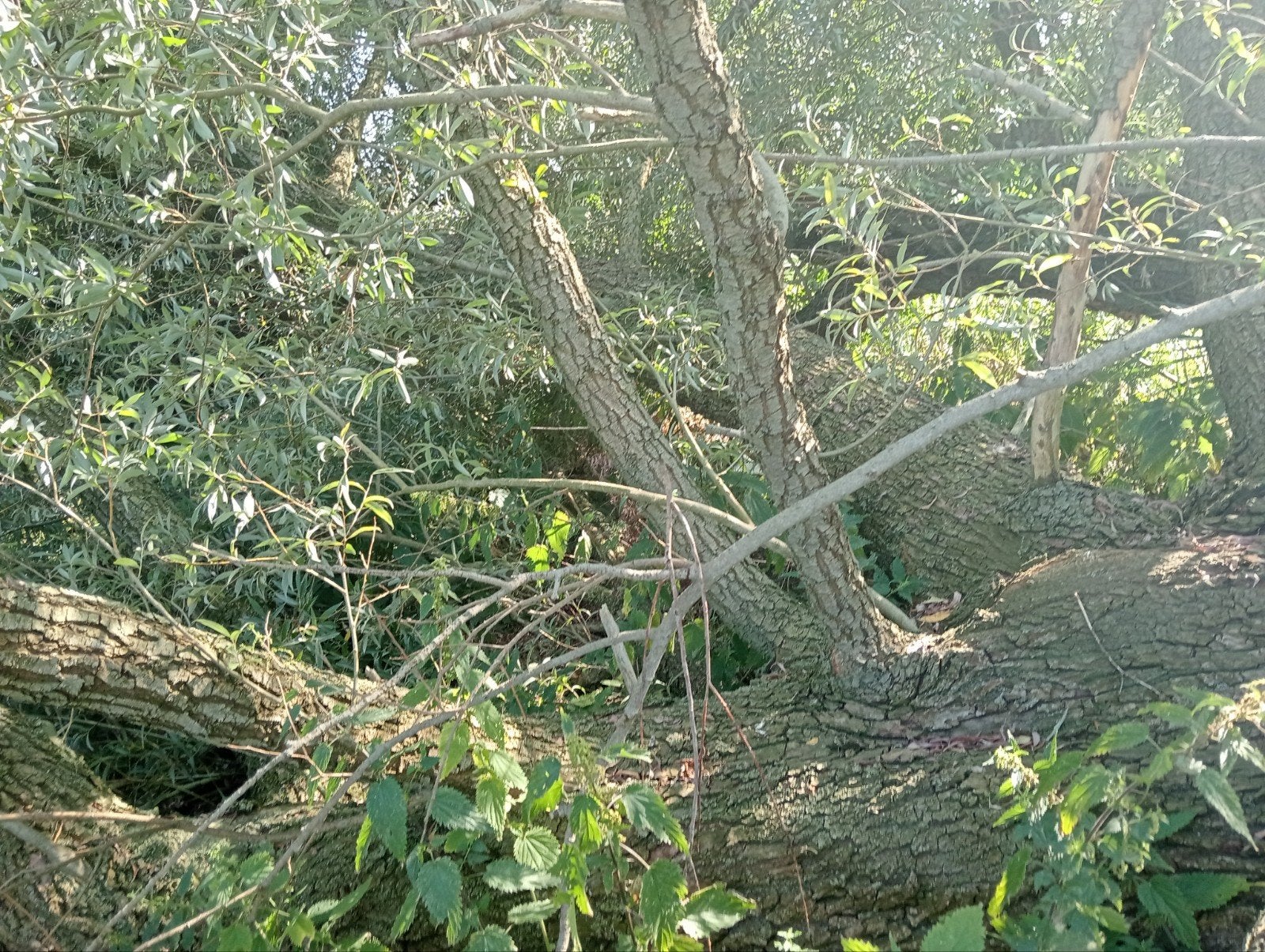 Gevallen boomstammen en takken, ideaal voor brandhout, Bloeit niet, Dakboom, 400 cm of meer, Ophalen