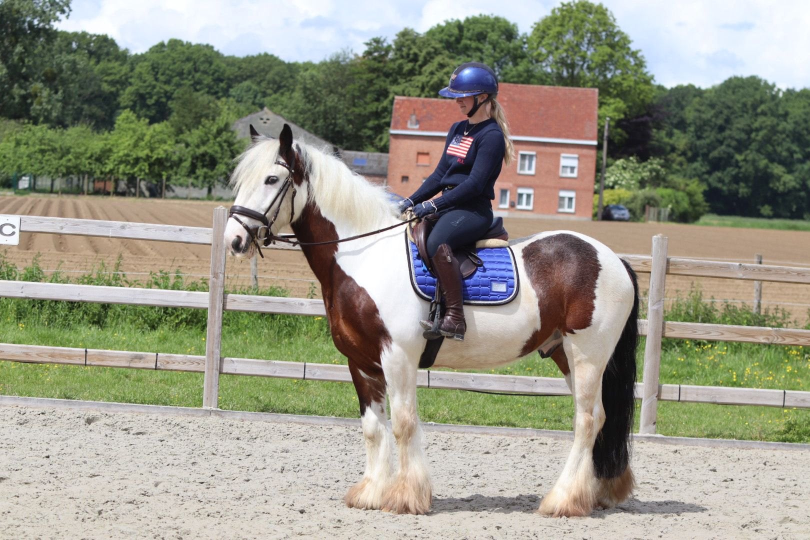 Grote knappe Irish Cob ruin, E pony (1.48m - 1.57m), Ruin, Zadelmak, 3 tot 6 jaar