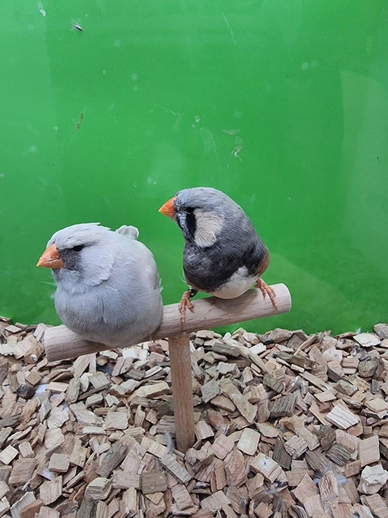 Te koop koppel charcoal Pastel, Dieren en Toebehoren, Meerdere dieren