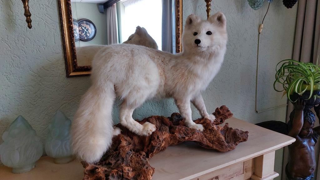 Prachtige witte poolvos opgezet taxidermie, Ophalen, Vogel, Opgezet dier