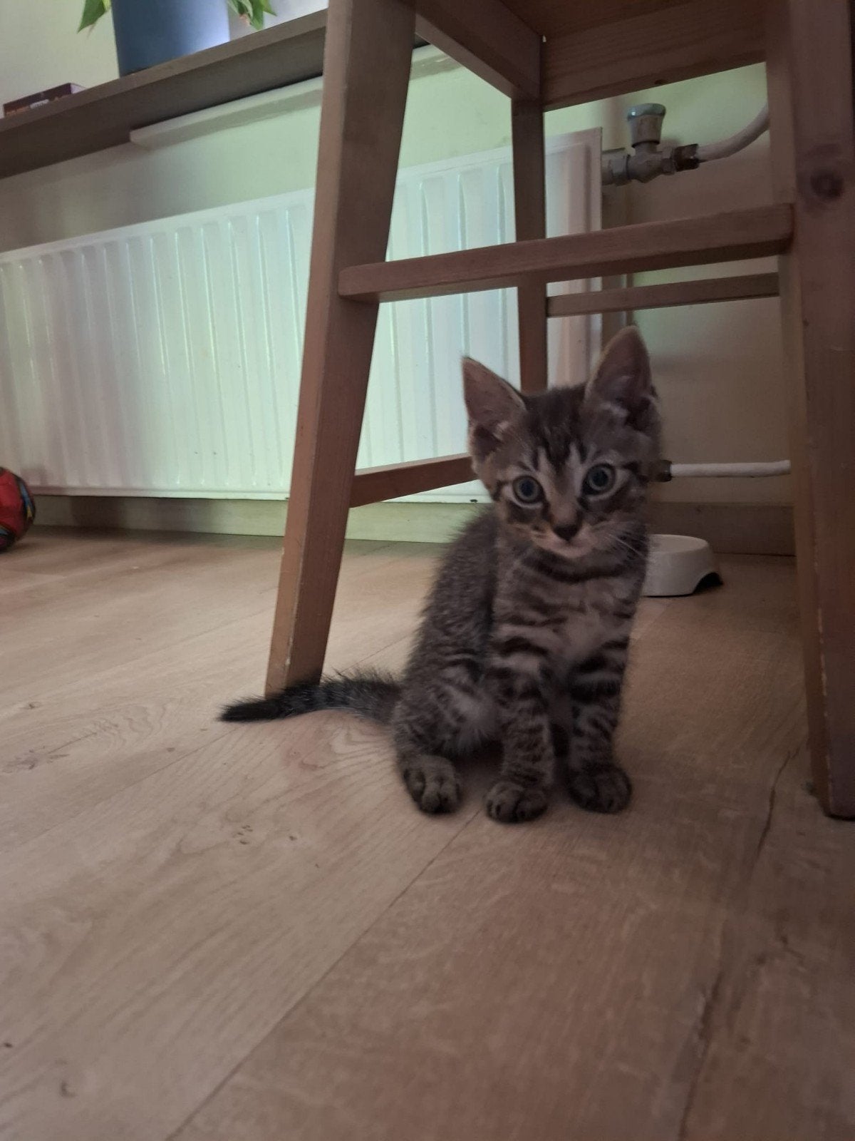 Kitten kater ragdoll kruising mag verhuizen, Kater, Kortharig, 0 tot 2 jaar
