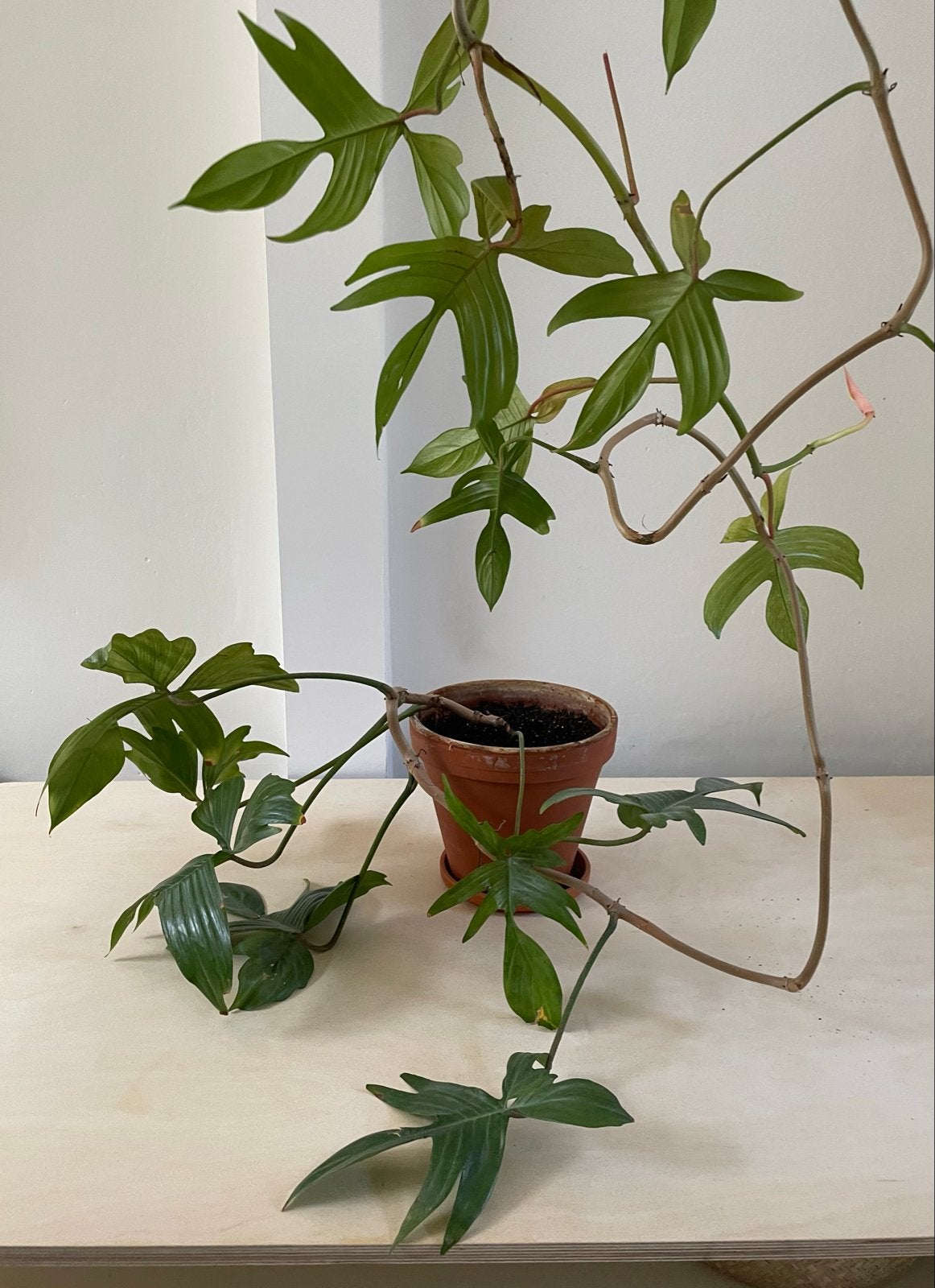 Philodendron Florida Green - Sterke en unieke kamerplant, Vaste plant, Bloeit niet, Halfschaduw, Ophalen