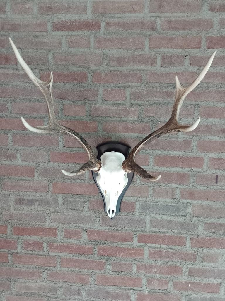 Prachtig gewei sika hert trofee schedel landelijk, Verzamelen, Dierenverzamelingen, Ophalen of Verzenden, Zo goed als nieuw, Hert