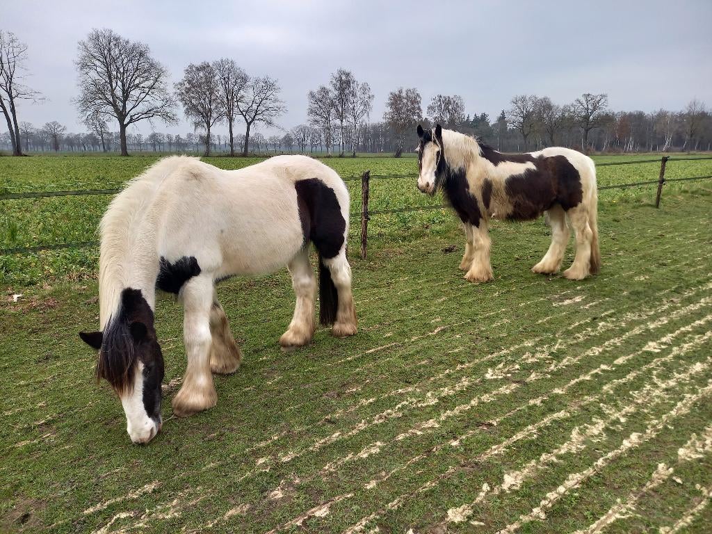 Plekje voor koudbloedige pony, Dieren en Toebehoren, Stalling en Weidegang