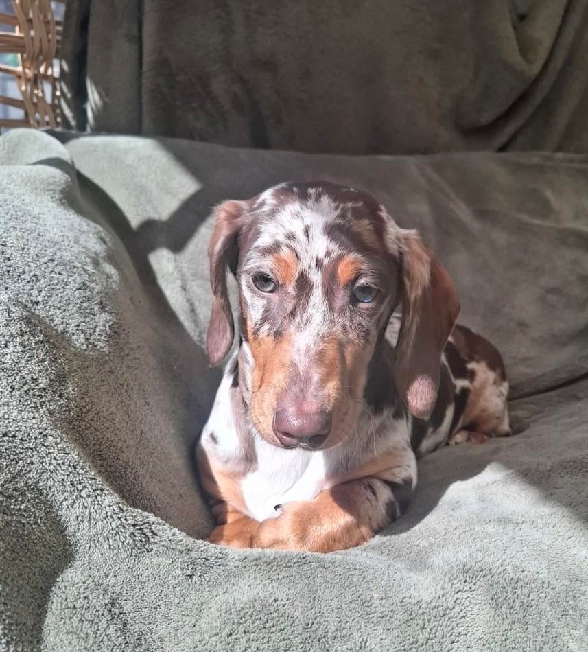 te koop mooie  choco merle en  choco tan teckel pups, Dieren en Toebehoren, Parvo, Standaard, Nederland, 15 weken tot 1 jaar