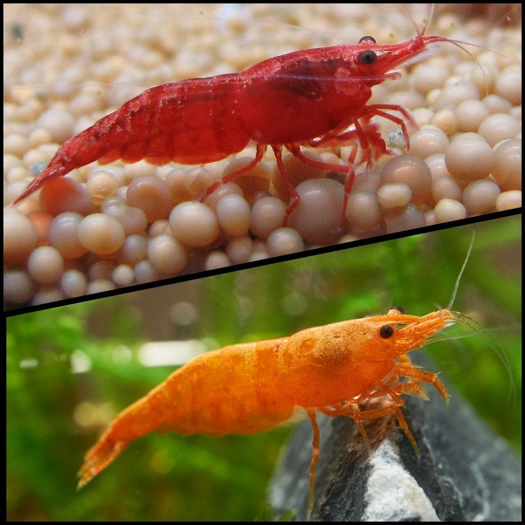 Intens oranje en rode Sakura garnalen 🦐, Kreeft, Krab of Garnaal