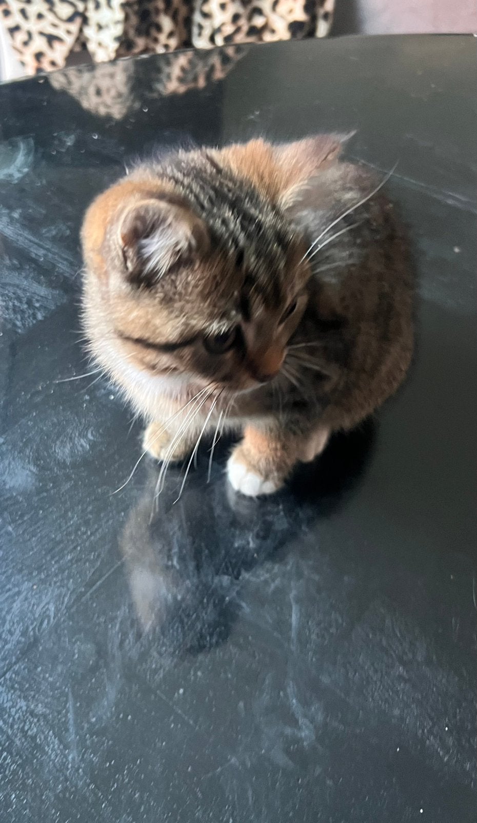 Kittens mix britse korthaar, Ophalen, Nieuw