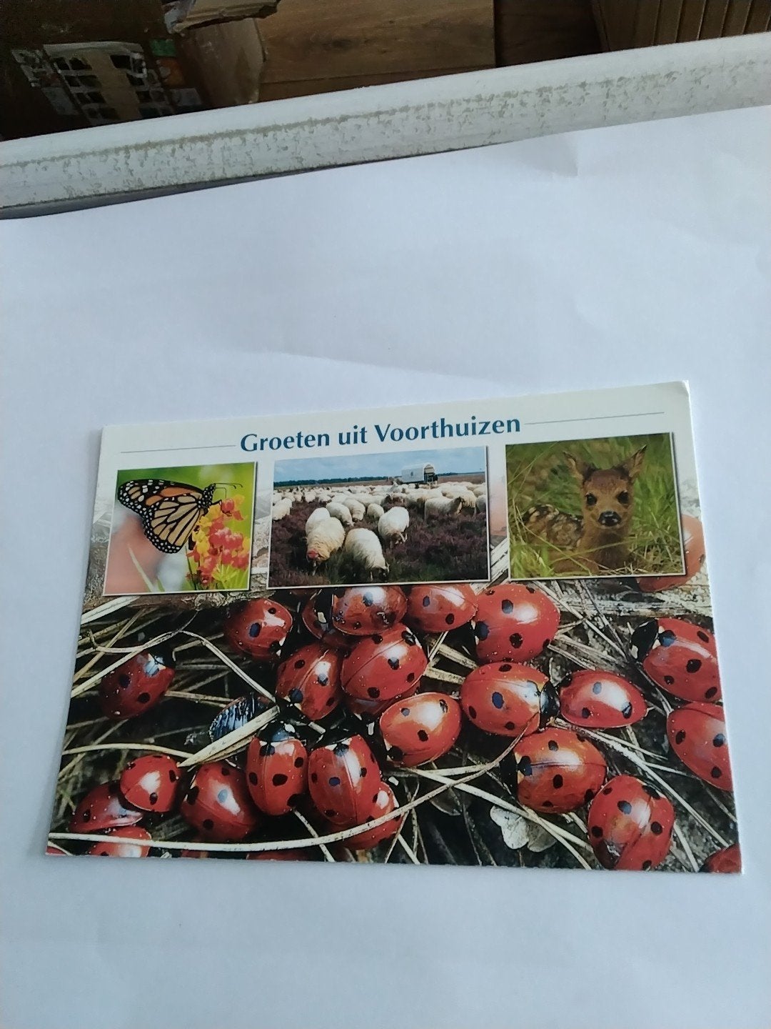 Ansichtkaart Groeten uit Voorthuizen - Lieveheersbeestjes, Ophalen of Verzenden, 1980 tot heden
